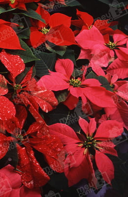 Poinsettia Vermelha Flores Decorativas de Natal Com Cabo Longo 55cm Plástico Poliéster Isopor e Papel 55cm Decoração